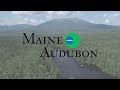 help protect maine s native fish