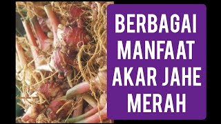 Berbagai manfaat akar jahe merah #jahe