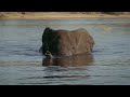 Mana Pools Safari Lodge's GUIDED WALKS & DRIVES reveal MIND-BLOWING African WILDLIFE SECRETS