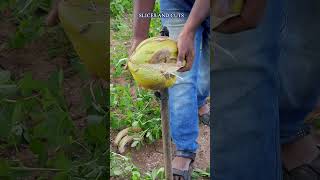 Expert Tips for Perfect Coconut Peeling Every Time! 🥥✅ #youtubeshorts #shorts #youtube