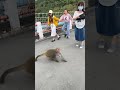 台東 東河橋 台灣獼猴搶食