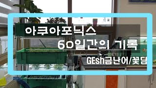 가정용 아쿠아포닉스 60일간 기록