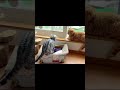 あいさつ代わりのシャー 猫 アメリカンショートヘア shorts