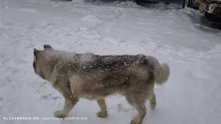 20250131 北海道富良野「狗拉雪橇」體驗結束，「フラノトレッキングサポート遊馬」很多可愛的狗狗，都有各自的名字