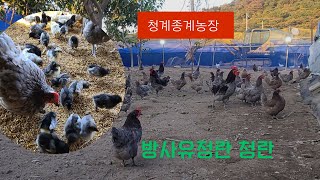 인공부화 청계병아리 분양, 2024,1,11,