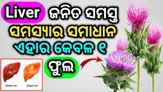 Liver ଜନିତ ସମସ୍ତ ସମସ୍ୟାର ସମାଧାନ ଏହାର କେବଳ ଗୋଟିଏ ଫୁଲ | Good Liver with milk thistle | Liver Problem