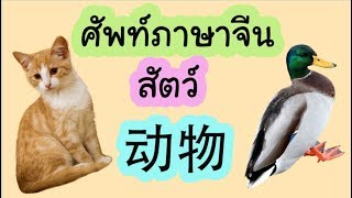 ศัพท์ภาษาจีน สัตว์ 动物