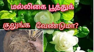 மல்லிகை செடி பூத்துக் குலுங்க இதை செய்யுங்க | Jasmine | Mogra | Maligai | Terrace Garden