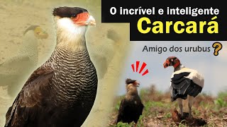 CARCARÁ - Ave de rapina incrível e inteligente | Carancho ou Caracará!