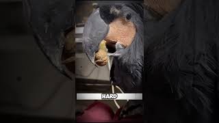 Unbelievable! Parrot Cracks Open a Walnut Like a Pro #shorts #short