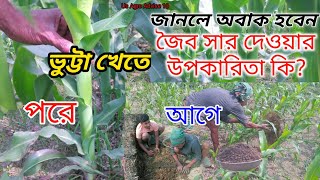 জানলে অবাক হবেন!ভুট্টা খেতে জৈব সার দেওয়ার উপকারিতা কি?Benefits cow dung organic fertilizer for corn