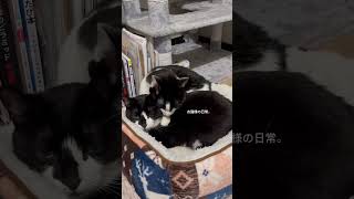 お猫様の日常#ねこ #猫 #ねこのいる生活 #ねこ動画