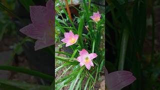 zephyranthes minuta malayalamnam || tag ||zephyranthes carinata ||zephyranthes rain lily #shorts