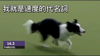 敏捷犬比赛，二哈和边牧完全是俩种不同的画风