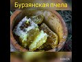 Бурзянская пчела Охрана пчелы