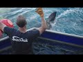 Great white shark Penny caught, tagged, released by OCEARCH