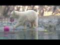 ホッキョクグマの親子、ゆめとピリカ「ごはんですよ」…旭山動物園【polar bear baby movie】