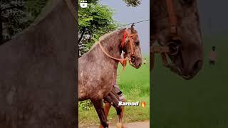 Stallion BAROOD and DULLAH meeting at Dana stud farm #horse #horseracing #stallion #horselover