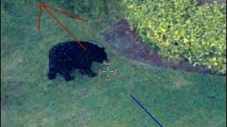 Large black bear spotted wandering through Apopka backyards