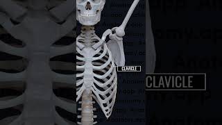 Pectoral Girdle | Glenoid cavity | Humerus #anatomy #bones #ncert #biology #skeleton #clavicle