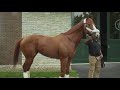 triple crown winner justify moves to winstar farm