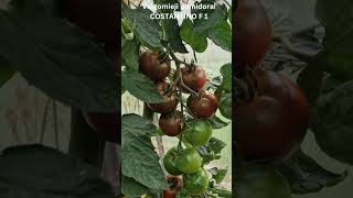 Valgomieji pomidorai COSTANTINO F 1  #tomato