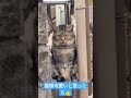 【猫様】ふてこいと言われ続けた最後の猫様の反撃が可愛すぎるw shorts 猫 cat おすすめ 可愛い