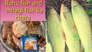 रोहू और मिर्गल फिश का सबसे बेस्ट चारा एंड चराई #video #Rohu_fish_ka_chara