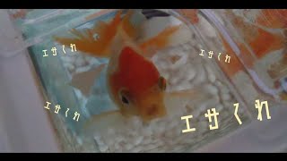 ⑦激しすぎるエサくれダンス💃 エサ投入口からこんにちは japanese goldfish aquarium 金魚 琉金 金鱼 水槽