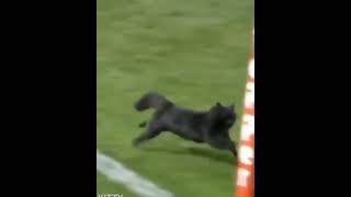 Black cat runs on field AND SCORES A GOAL / ronaldo's cat #meme