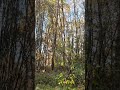 hunting woodcocks in lithuania podivarensis