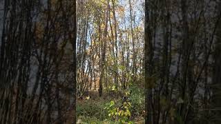 Hunting Woodcocks in Lithuania #podivarensis