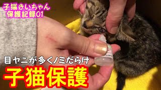 【きい保護記録01】ノミだらけでガリガリの子猫を保護した当日の様子 【cute kitten】【cute cat】 【子猫保護】