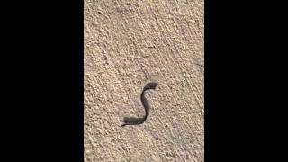 Brahmani blind snake