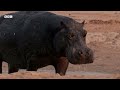 Eight Unmissable Hippo Moments  BBC Earth