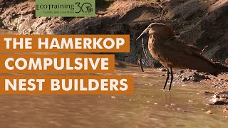 The Hamerkop l Birds of the Bush l EcoTraining