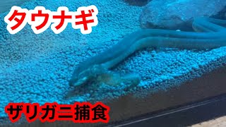 〈肉食魚〉タウナギにザリガニあげてみた