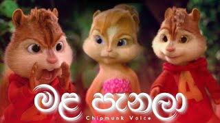 Mala Panala (මළ පැනලා) | Lyrics Video | Chipmunk Version | New Sinhala Song | Visha Recodz