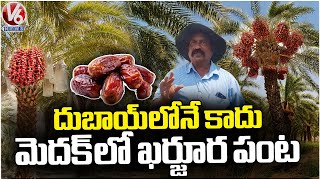 రామాయంపేటలో ఖర్జూర (ఖర్జూర) సాగు | మెదక్ | V6 వార్తలు