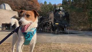 Cheerful Cervino!  犬と散歩～生田緑地  Take a walk with a dog in the IKUTA RYOKUCHI PARK.