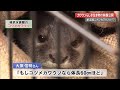 絶滅種「ニホンカワウソ」大月町で撮影 専門家の見解は【高知】