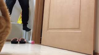 猫と一緒に月間チャレンジ【336日目】バーピー\u0026ぶら下がり