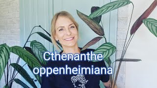 Cthenanthe oppenheimiana | Cthenanthe Setosa | Difference \u0026 Division