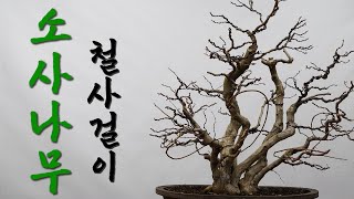 소사나무 철사걸이 ㅣ 소사나무 ㅣCarpinus turczaninovii wire hanger