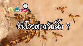 ชันโรงต่างกับผึ้ง? - นักสำรวจ 923