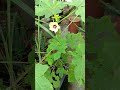 Second batch Harvesting my Ladiesfinger in the small Garden #ladiesfinger #vegetables #shorts