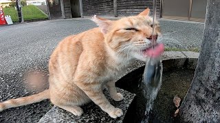 蛇口からしか水を飲めない野良猫「スミマセン、水飲みたいので蛇口開けて下さい。」