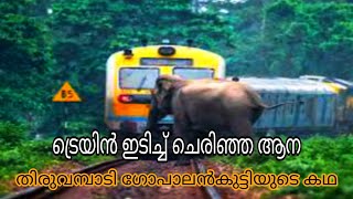 ട്രെയിൻ ഇടിച്ച് ചെരിഞ്ഞ ആന | തിരുവമ്പാടി ഗോപാലൻകുട്ടി