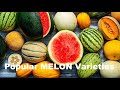 Top 20 MELON Fruit Varieties for Health Food Nutrition, 5 min How/What Make Nature Crop Plant