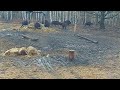 bisons feeding bölények etetése białowieża forest erdő poland lengyelország 2022.01.06